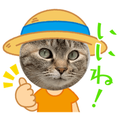 キジトラガールももちゃん