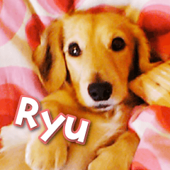 Handsome Dachshund Ryu