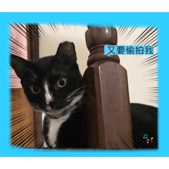 兩黑兩橘的貓狗