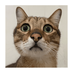 是小子還是小寶