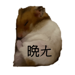 一團麻鼠