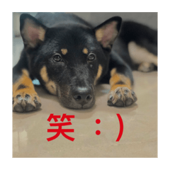 Kuroshiba - Jumbo 3.0