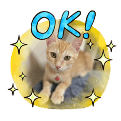 米家寵物之搞笑篇