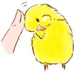 Cute and lovely birds! (Yellow budgie)