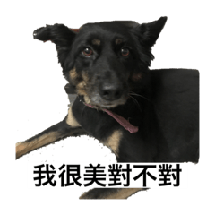 米家寵物之搞笑篇2寵物們都很配合啊