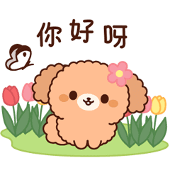 Gentle Toy Poodle (Spring, Early Summer)