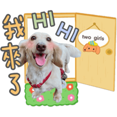 奶油臘腸狗-豆豆