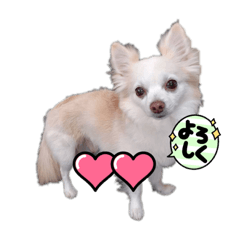 スムースチワワでーす