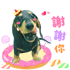 妞妞短腿妹