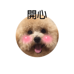 奶油貴賓Coco表情包