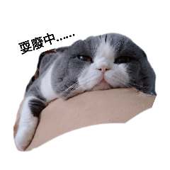 可愛的貓貓們！