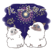 Birman cat Leole & Sirol summer vacation