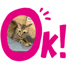 好可愛的貓貓小公主