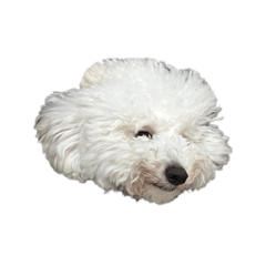 momoko_20220707223037