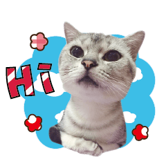 酷卡喵的暢快生活