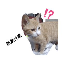 可愛的小貓們