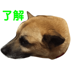 alice_20220708131605