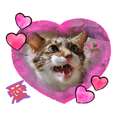 貓兒子(百威 Budweiser)