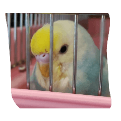 piyomaru._20220708175254