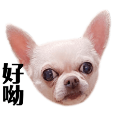 可愛的妹子寶寶