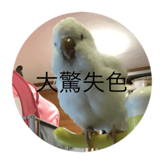 滿滿都是某白鳥