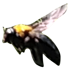 Lebah tukang kayu