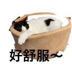 ㄋㄟㄋㄟ貓的日常