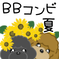 BB Toy poodle summer