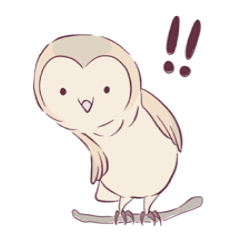 Cute Barn Owl !