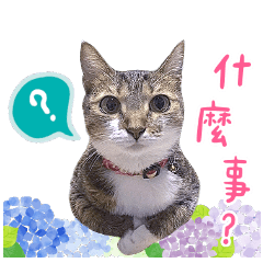 毛小孩-一狗三貓