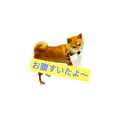ringo_20220710235217
