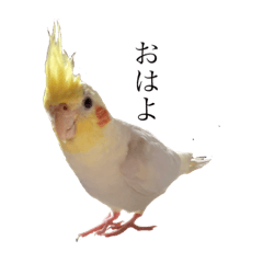 Singing Pokky / / Parakeet / Parrot