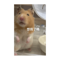 薯餅的情勒特輯