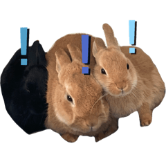 rabbit_20220712072620