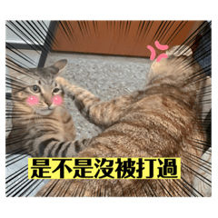楊球發財
