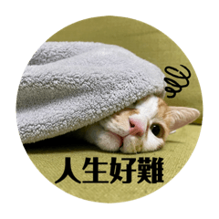 貓咪只會喵喵叫