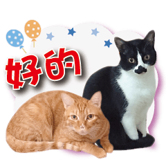 小鬍球球生活日常