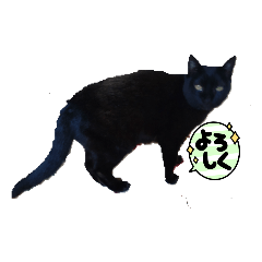 kuro of black cat