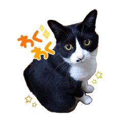 Suzu_20220711183142