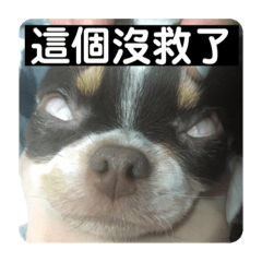 鹿仔friends的日常000