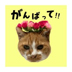 kii_20220713194404