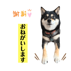 tamayo.mameshiba