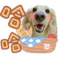 奶油臘腸狗-豆豆（大鼻子篇）