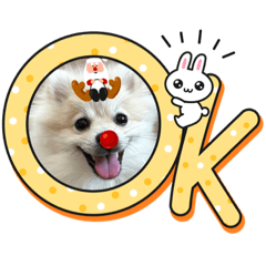 Ringo_20220713194851