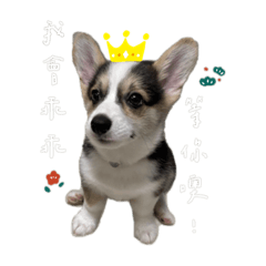 牧牛犬的阿牧