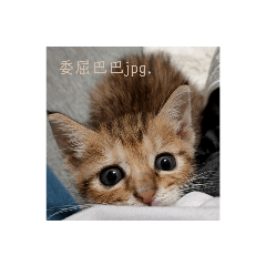 辛巴！