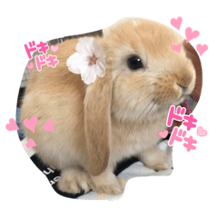 rabbit_20220714165954