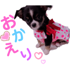 ☆愛犬Reyちゃん☆子犬