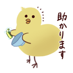 Keigo chick