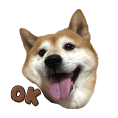 柴犬咖咖の正常發揮